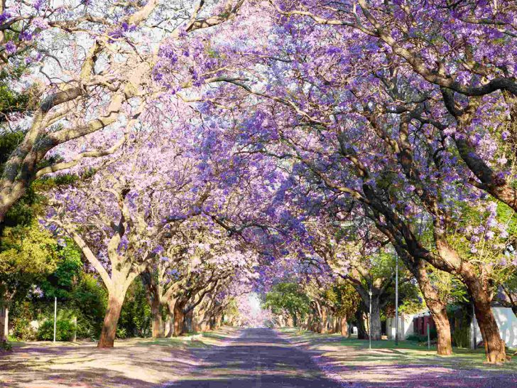 Jacaranda tree-lined street in South Africa's capital city, blooming with beautiful purple flowers