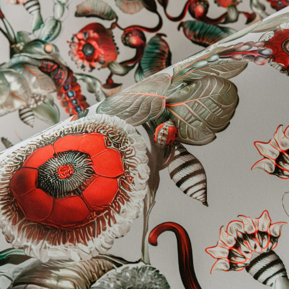 Coccinella Bella